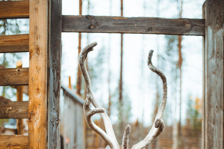 Rovaniemi: Meet and Feed Reindeer