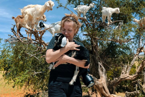 Agadir: Discover Argan Tree-Climbing Goats on a Morning Tour Pickup From Taghazout