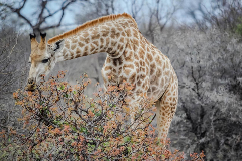 Kaapstad Big 5 Safari-dagtour met ophaalservice vanaf je hotel en GameDriveBeleef een spannende Big-5 safari in Kaapstad