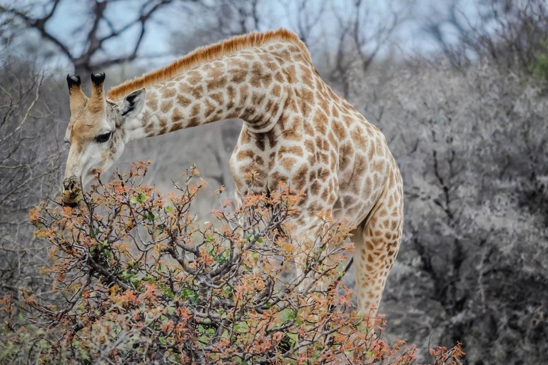 Kaapstad Big 5 Safari-dagtour met ophaalservice vanaf je hotel en GameDriveBeleef een spannende Big-5 safari in Kaapstad