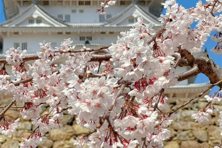 Osaka/Kyoto:Ono Sakura & Himeji Castle Cultural Day Trip Small Group(from/to Osaka)