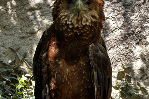 Nairobi National Park 5-Hour Game Drive Morning or Afternoon