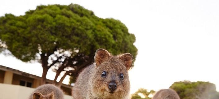 Da Fremantle: Rottnest Island Ferry and Bike Day Tour