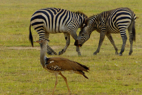 Safari dans le Kenya sauvage Explorez Amboseli, Tsavo Ouest et Tsavo Est 4 joursSafari sauvage au Kenya : découvrez Amboseli, Tsavo Ouest et Tsavo Est en 4 jours