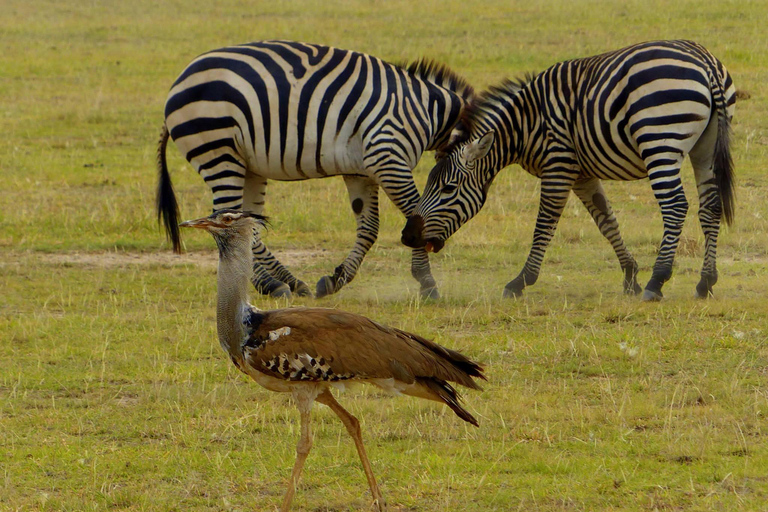 Safari dans le Kenya sauvage Explorez Amboseli, Tsavo Ouest et Tsavo Est 4 joursSafari sauvage au Kenya : découvrez Amboseli, Tsavo Ouest et Tsavo Est en 4 jours