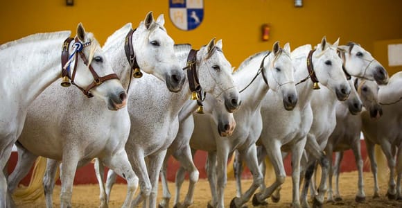 Jerez: Yeguada de la Cartuja Karthäuser Pferde Tour