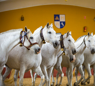 Yeguada de la Cartuja: Tours