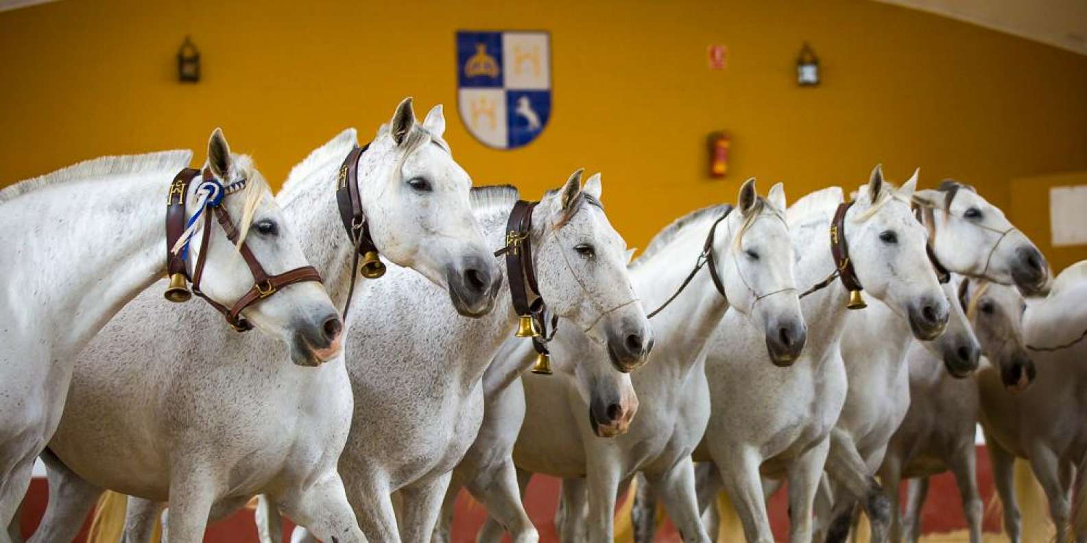 Картезианская лошадь. Испанская лошадь. Celebration of Horses in Cadiz. Yeguada la be.