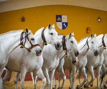 Jerez: Yeguada de la Cartuja Karthuizer Paarden Tour