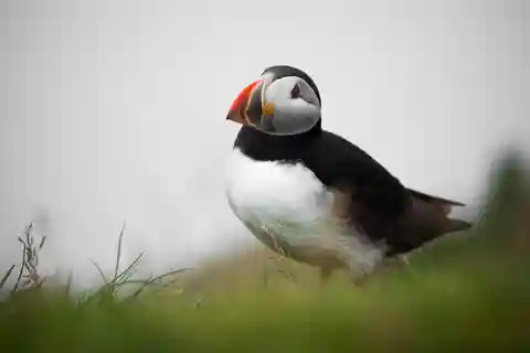 Tórshavn: Mykines, the Puffin Island Private Tour