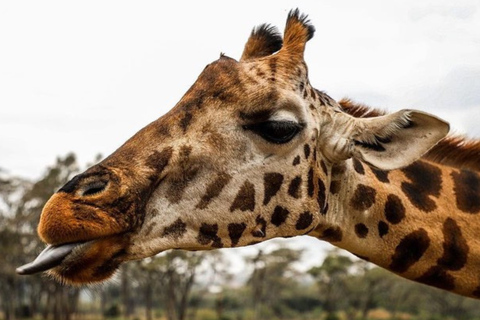 Nairobi: Giraffes, Art, and Hidden Cafés Tour with Lunch