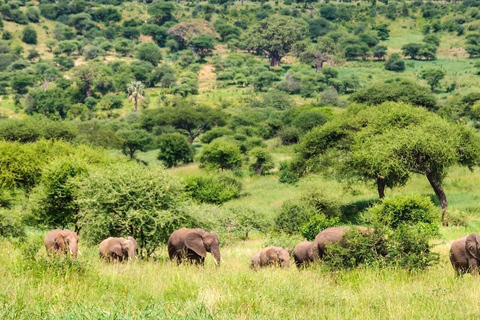 3-dagars safari med The Best of Tanzania Green Season-erbjudande3-dagars safari The Best of Tanzania Green Season-erbjudande