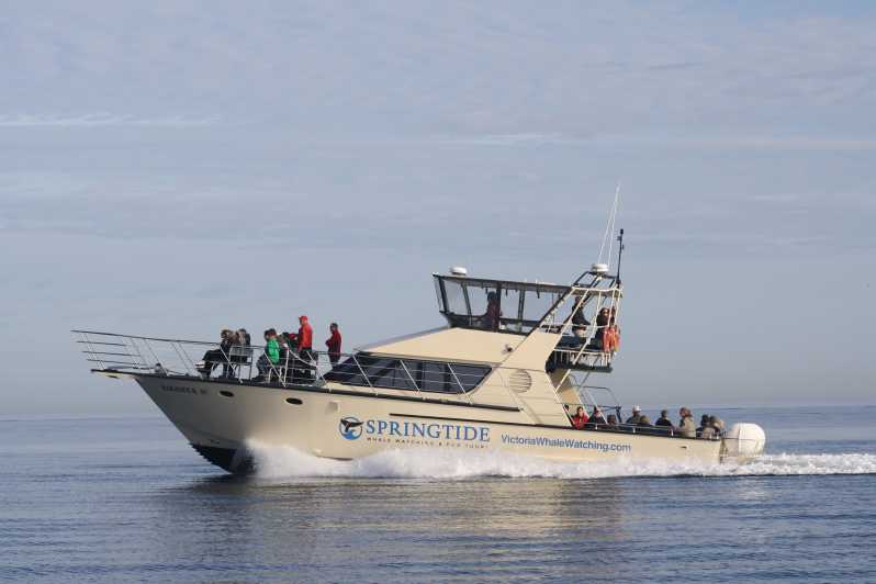 Victoria: 3-Hour Whale Watching Tour