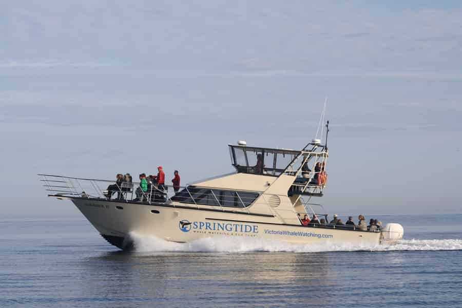 Victoria: 3-Stunden-Walbeobachtungstour. Foto: GetYourGuide
