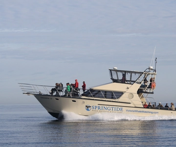 Victoria: 3-Hour Whale Watching Tour