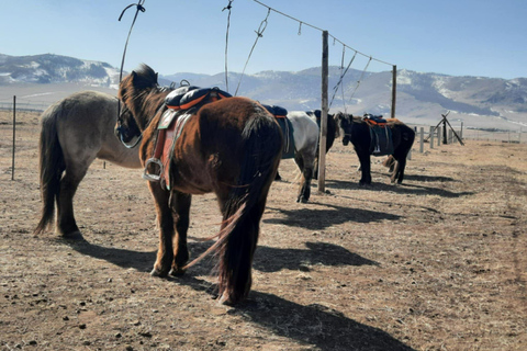 Ulaanbaatar: Mongolian Culture Tour with full day activities