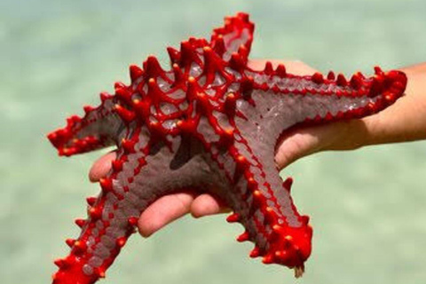 Zanzibar: Kiwengwa Reef Snorkeling, Sailing & Starfish Tour Zanzibar: Kiwengwa Reefs Snorkeling, Sailing & Starfish Tour
