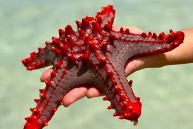 Zanzibar: Kiwengwa Reef Snorkeling, Sailing & Starfish Tour Zanzibar: Kiwengwa Reefs Snorkeling, Sailing & Starfish Tour