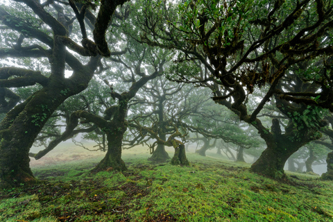 Fanal Assobiadores Trail Machico, Santa Cruz pickup hotels