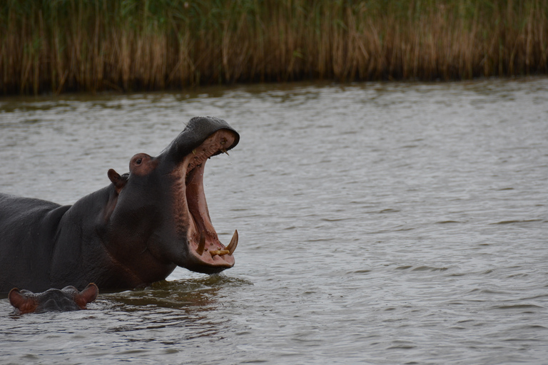 Van Durban: boottocht St. Lucia Wetlands