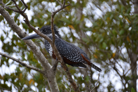 Van Durban: boottocht St. Lucia Wetlands