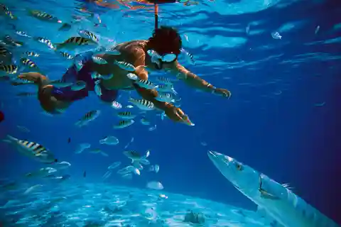 Au départ de Nassau : Croisière d'une demi-journée avec masque et tuba (Sea Safari)