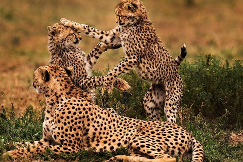 Tanzania: 10-Day Safari with Tarangire, Serengeti
