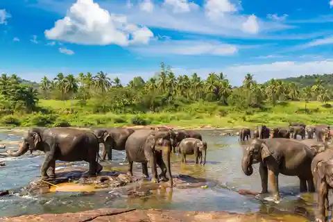 Depuis Kandy : Visite de Pinnawala et du jardin botanique en tuk tuk