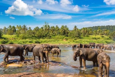 Excursión de un día a Kandy desde Colombo