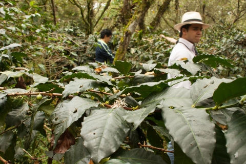 Vanuit Bogotá: Koffieplantage-ervaring