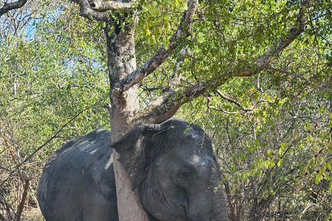 Sigiriya, Dambulla, 2 day tour with Minneriya safari