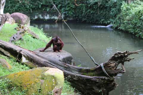 Singapore Zoo Morning Ticket with Hotel Pick-Up