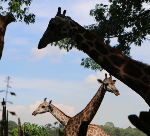 Safaris und die Tierwelt