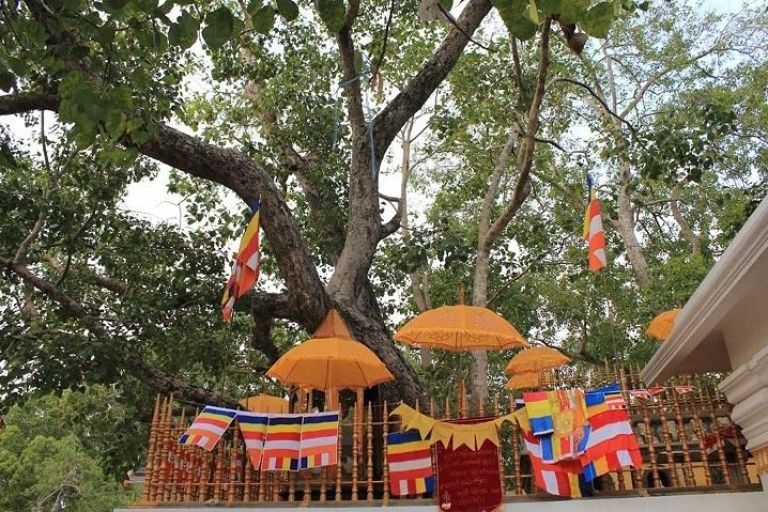Desde Colombo: tour de un día a Anuradhapura