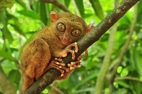 From Cebu City: Bohol Island Highlights in One Day