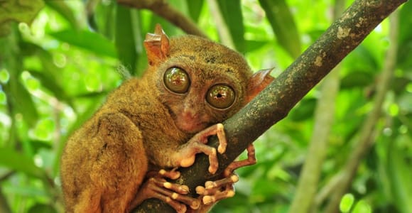 From Cebu City: Bohol Island Highlights in One Day