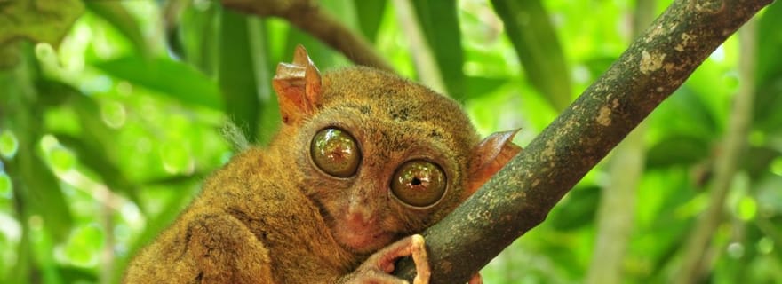 Depuis la ville de Cebu : les points forts de l'île de Bohol en une journée