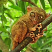 From Cebu City: Bohol Island Highlights in One Day From Cebu City: Bohol Island Highlights in One Day
