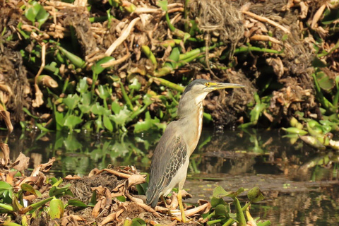 Birdwatching in Bogotá wetlands with Bakata Pajarera