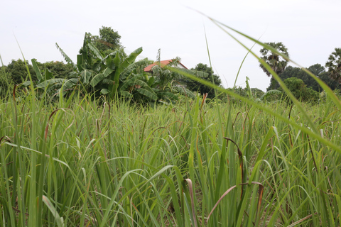 Maak etherische olie met een dorpsherbalist in de buurt van Phnom PenhMaak etherische olie met een kruidendokter in een dorpje bij Phnom Penh