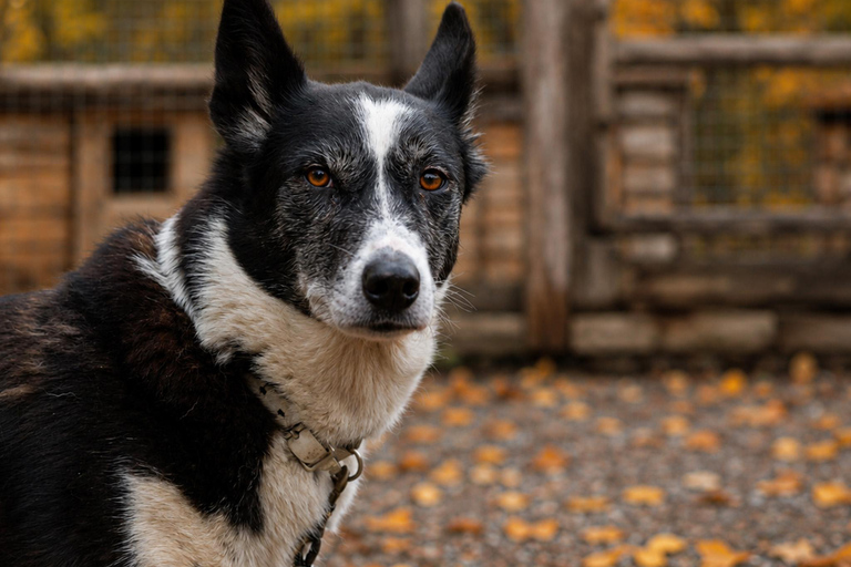 Rovaniemi: Meet Vasco Husky & Enjoy Sled Ride at Husky Farm ⭐ Winter Husky Adventure with Vasco | Jan 1 – Mar 31