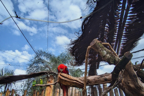 Bird Park & Iguassu Falls Private tour