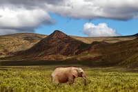 Da Cape Town, andata e ritorno a Aquila con Game Drive - Housity