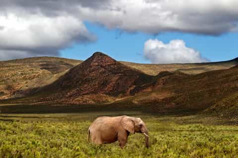 From Cape Town: Round-Trip to Aquila with Game Drive