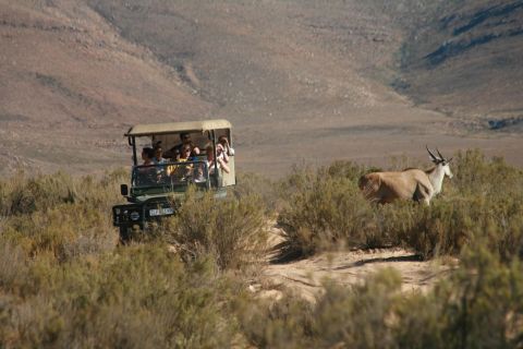 Ab Kapstadt: Hin- und Rücktransfer nach Aquila mit Safari