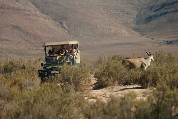 Desde Ciudad del Cabo: Aquila Big Five Game Reserve con opciones