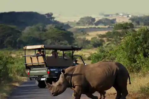 Från Durban: Dagsutflykt till Hluhluwe-Umfolozi Park
