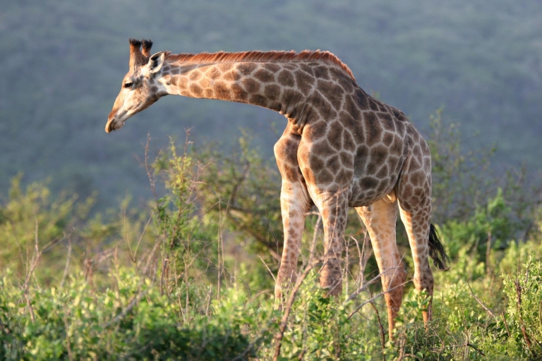 Z Durbanu: wycieczka do rezerwatu przyrody Hluhluwe-UmfoloziOpcja standardowa