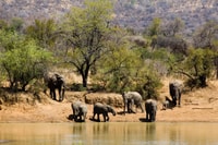 Sun City & Pilanesberg Nature Reserve Full-Day Tour - Housity