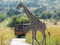 Sun City & Pilanesberg Nature Reserve Full-Day Tour - Housity